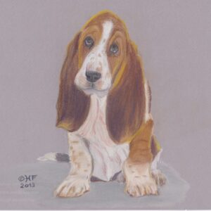 Basset Hound