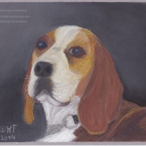 Beagle