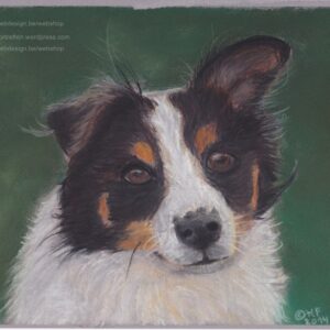 Border collie in pastel